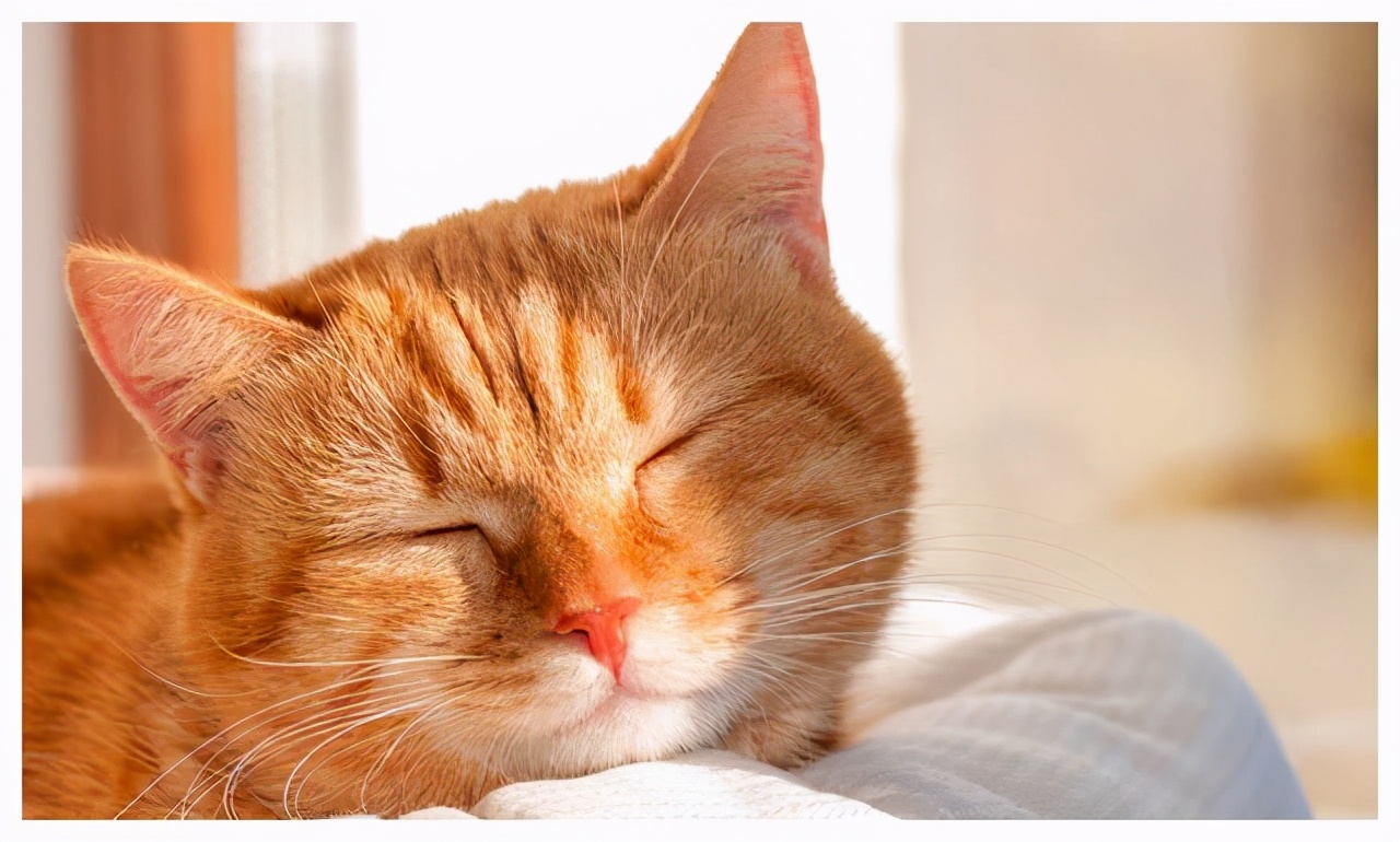 猫咪上火屁股红肿,猫咪上火怎么办滴什么眼药水