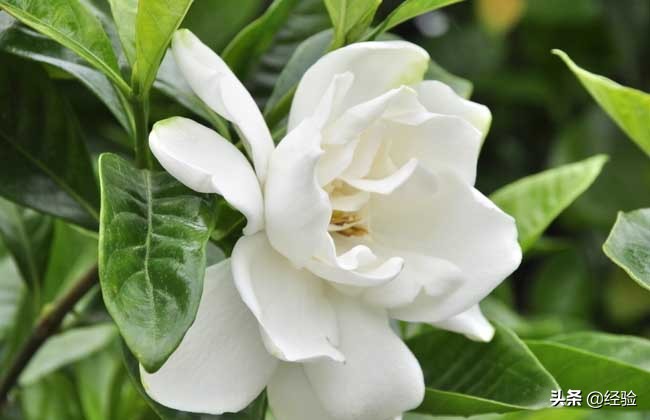 栀子花的施肥,栀子花的繁殖方法和注意事项