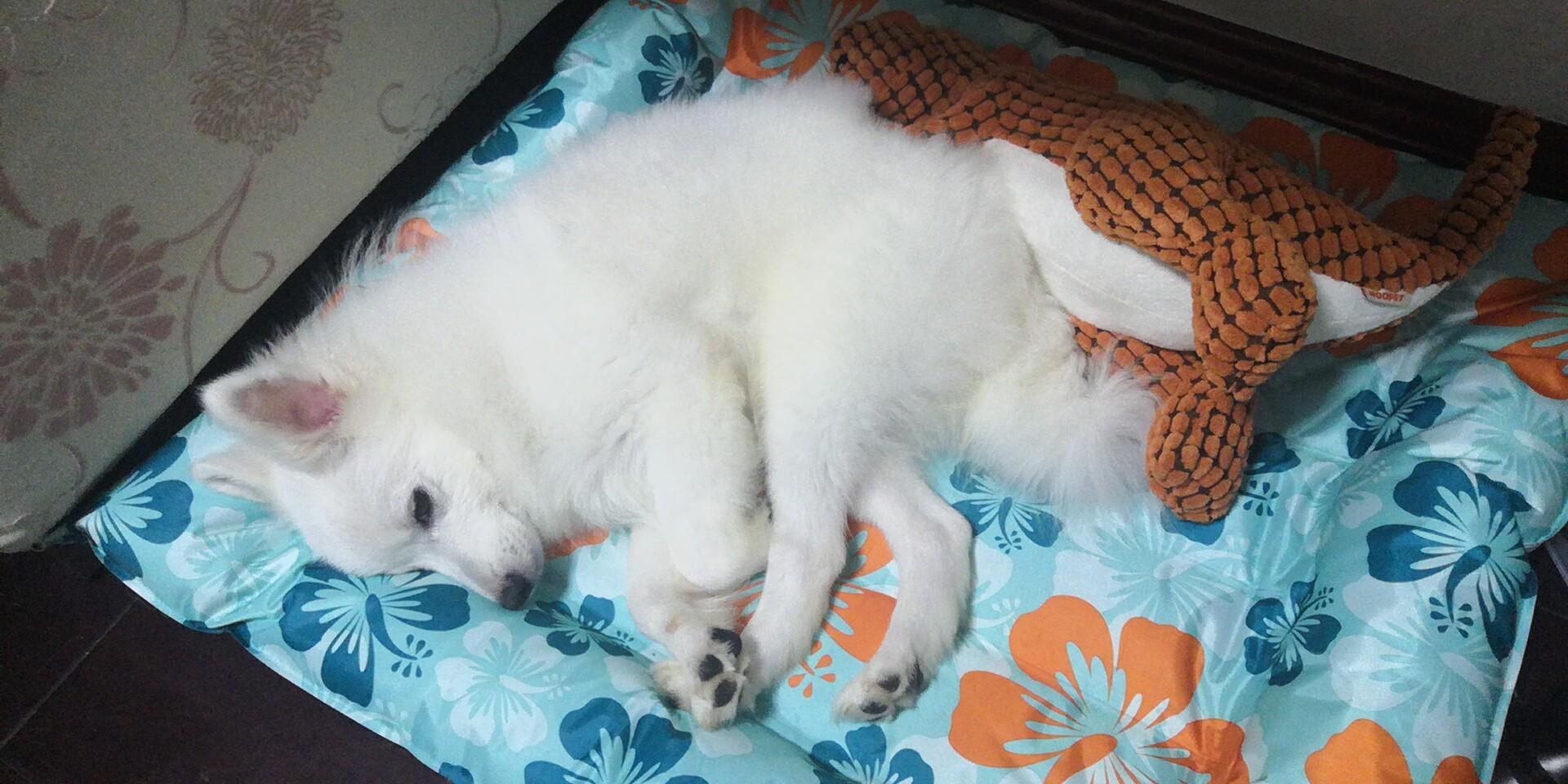 遛狗大爷传授养狗实用技巧,科学养狗狗攻略