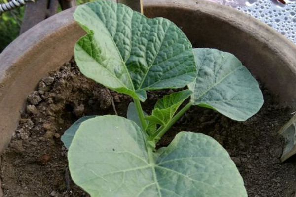 怎么简单在阳台上种葫芦,阳台种葫芦需要多大的盆