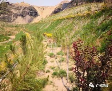 【广灵】满眼绿色如画卷金隅工厂是公园广灵金隅水泥有限公司成功打造“美丽工厂”