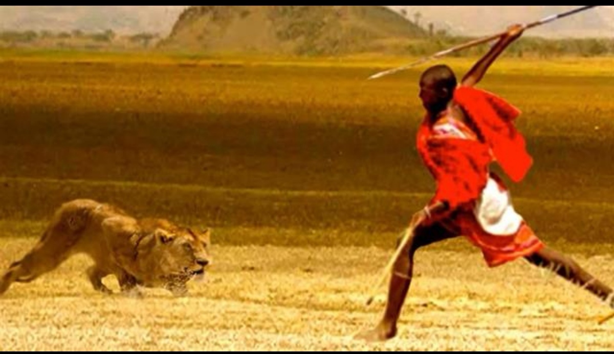 最激烈狮子打架,狮子被一群狮子群殴