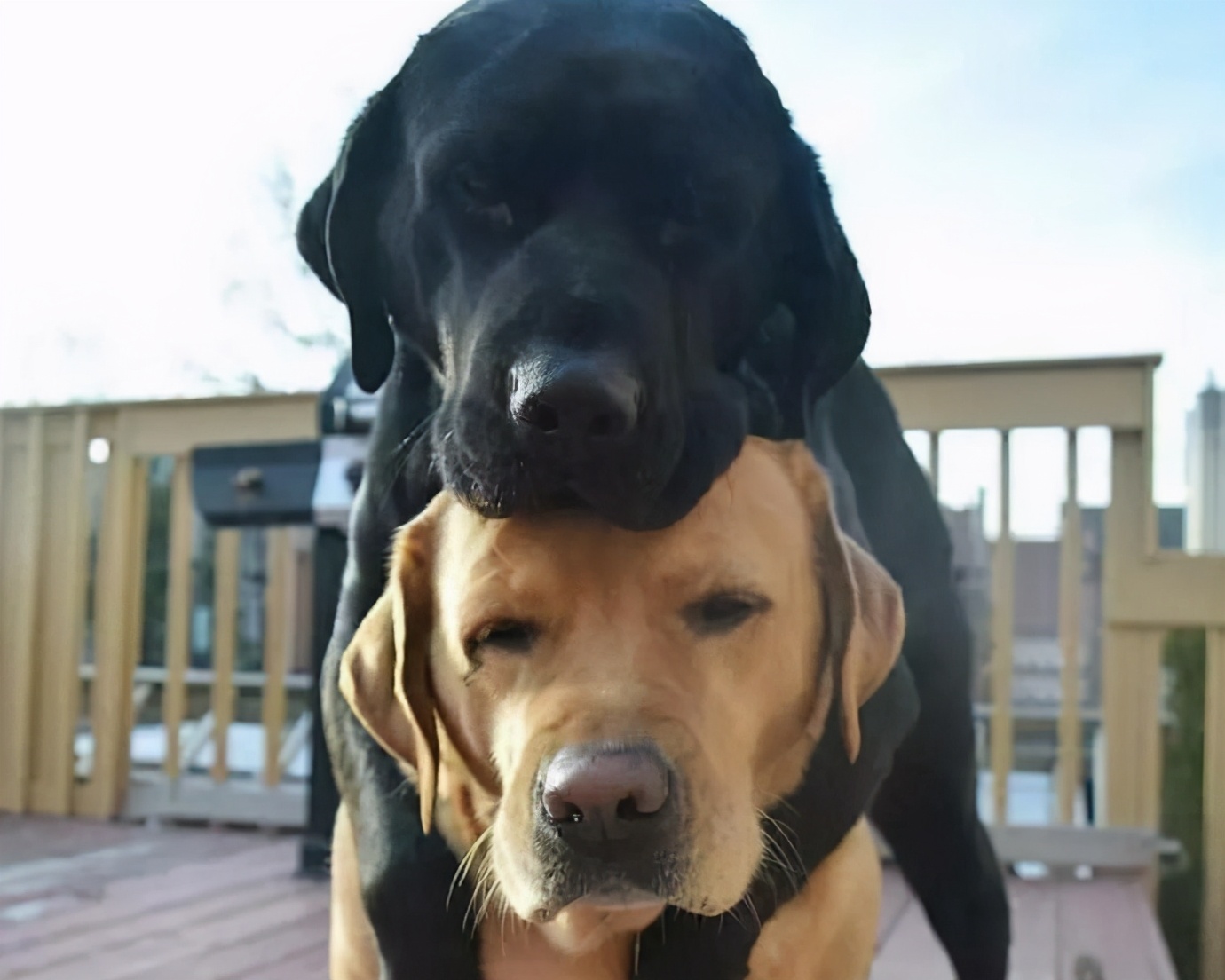 全黑的狗有什么讲究吗,买黑色的狗好还是不好