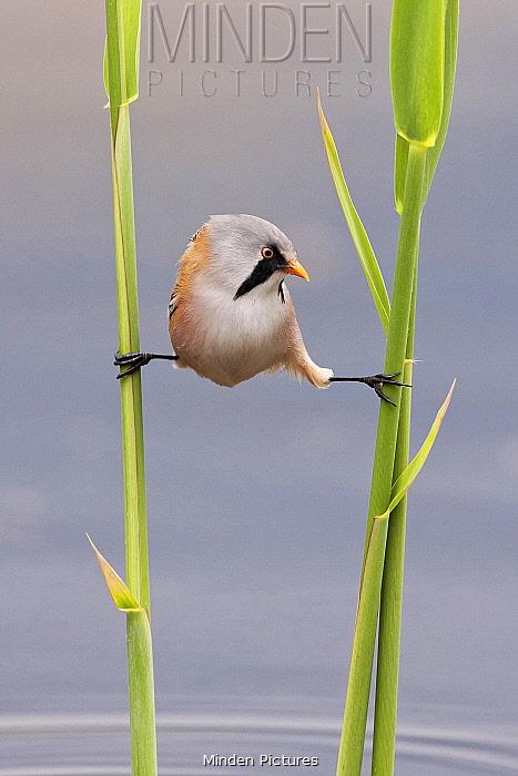 隐鱼是怎么钻入海参体内的,隐鱼和海参真实影像