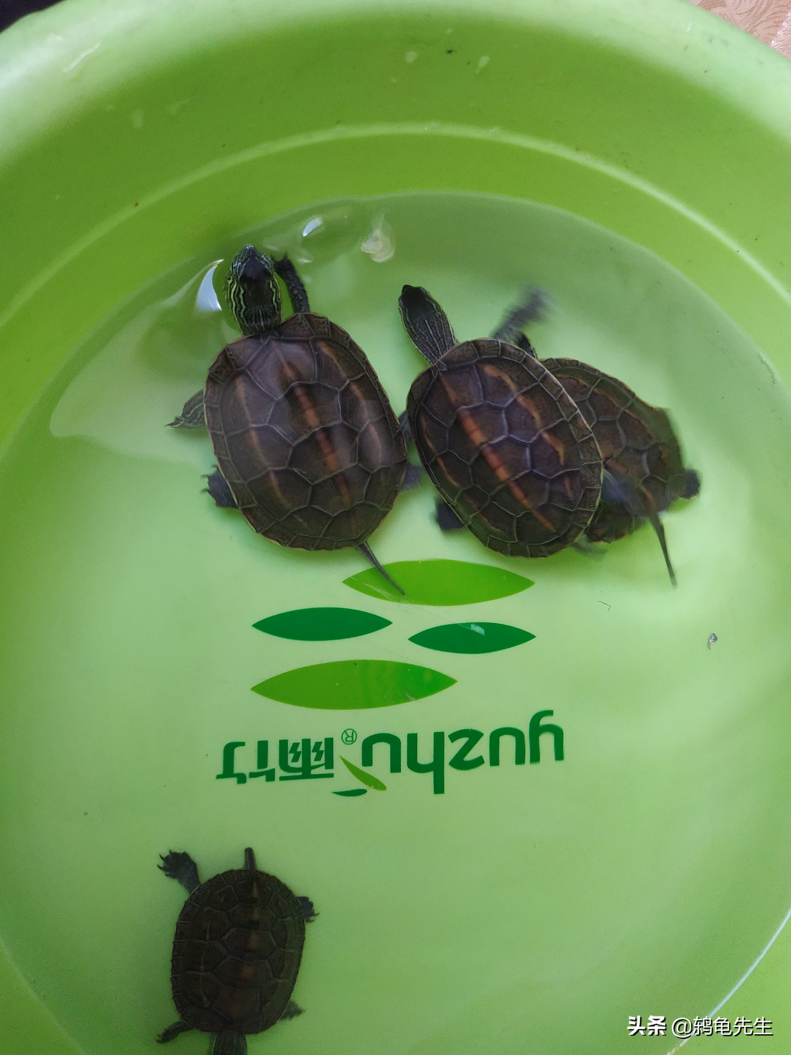 乌龟冬眠的方法和技巧,乌龟冬眠适合新手的方法