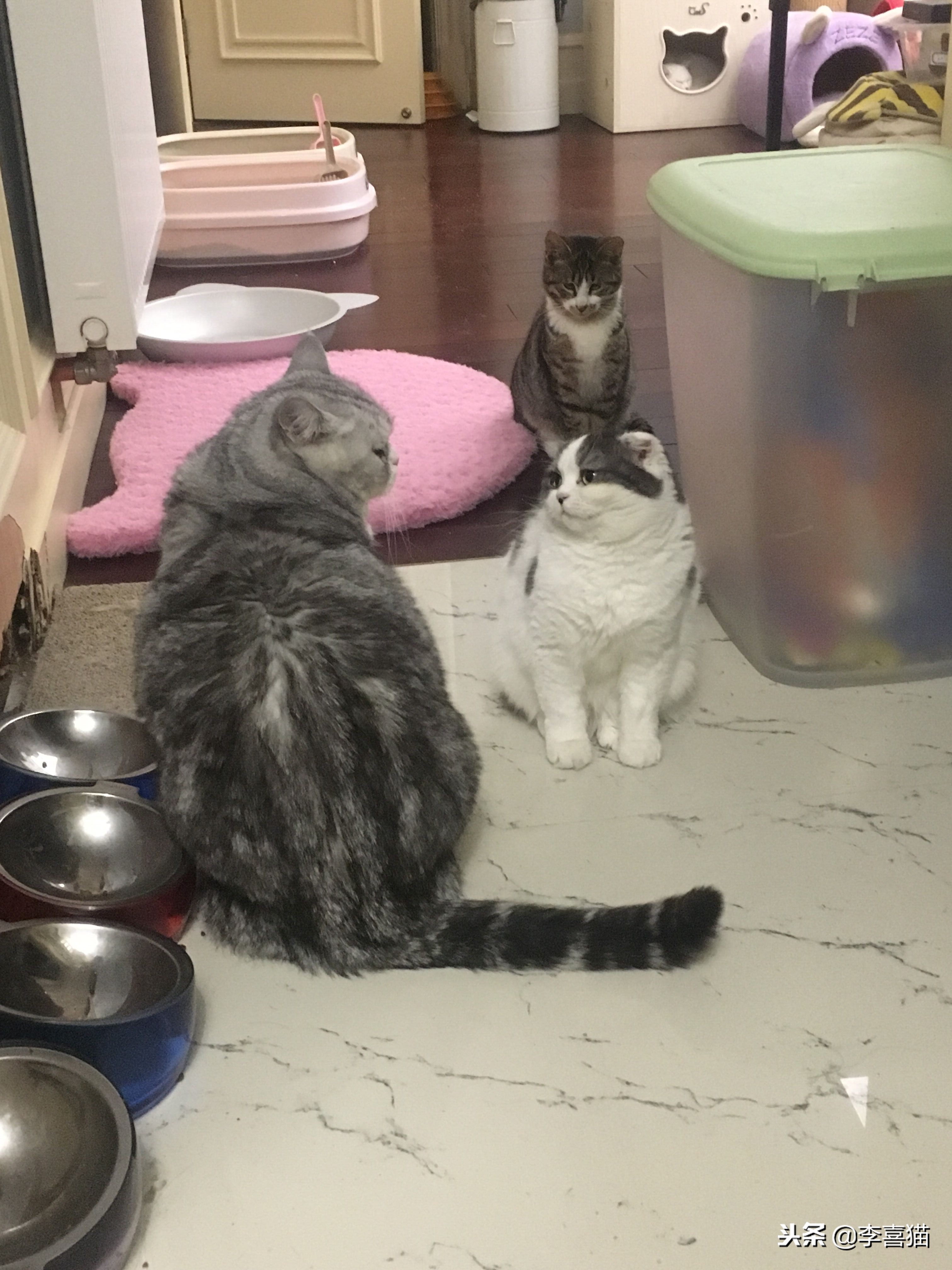 假如猫咪会说话永劫无间,猫咪铲屎官要知道的知识