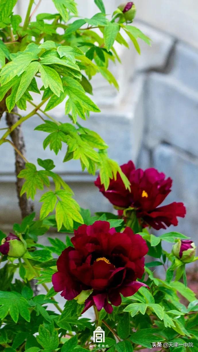 故宫重新开放！这一季错过的春色统统还给你