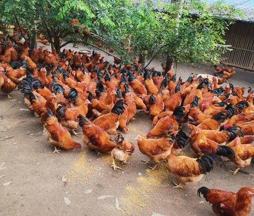 猪场疾病治疗参考方案,igg4相关性疾病最新治疗方案