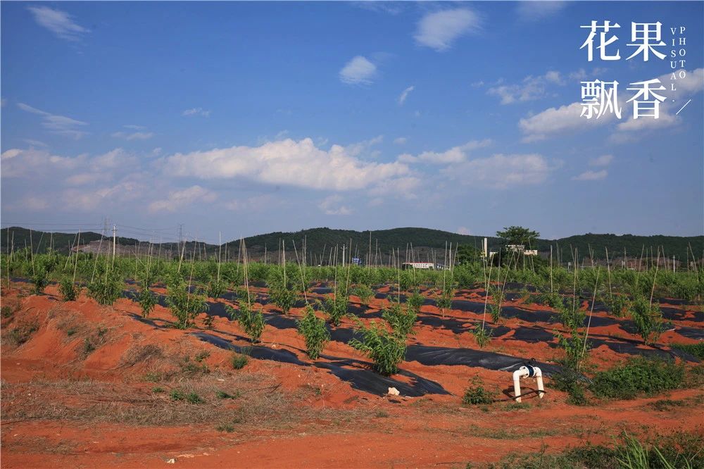 果园防雹网一亩地要多少钱,果园防雹网支架安装尺寸