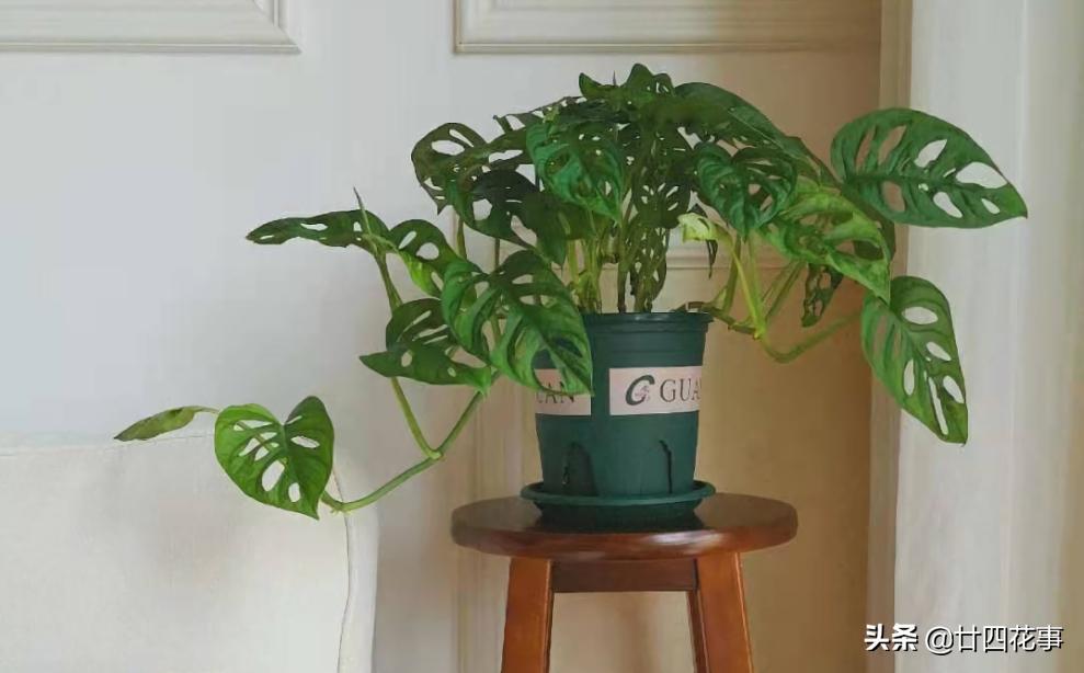 好看的喜阴室内小型绿植都有哪些,哪些绿植耐阴好养颜值高