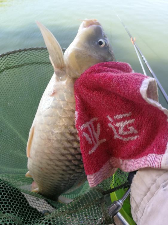 新手选鱼竿怎么选,新手怎么选鱼竿最合适