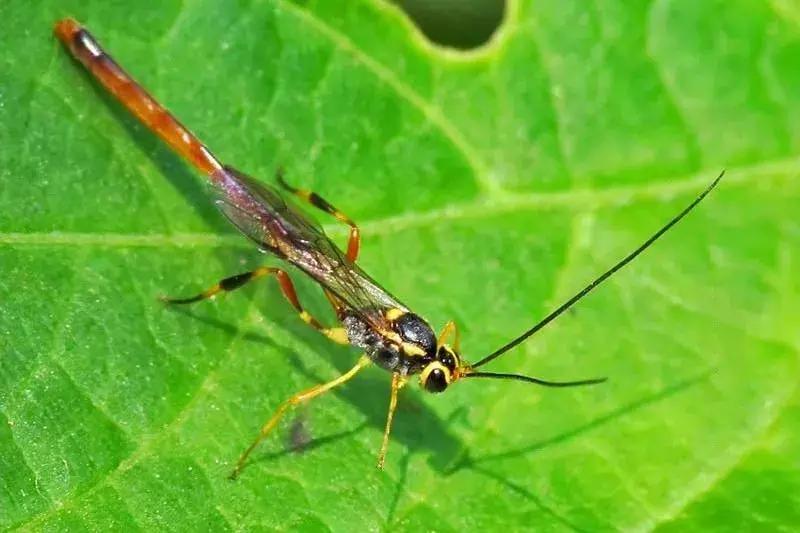 柑橘粉蚧虫图解,柑橘食蝇虫图片