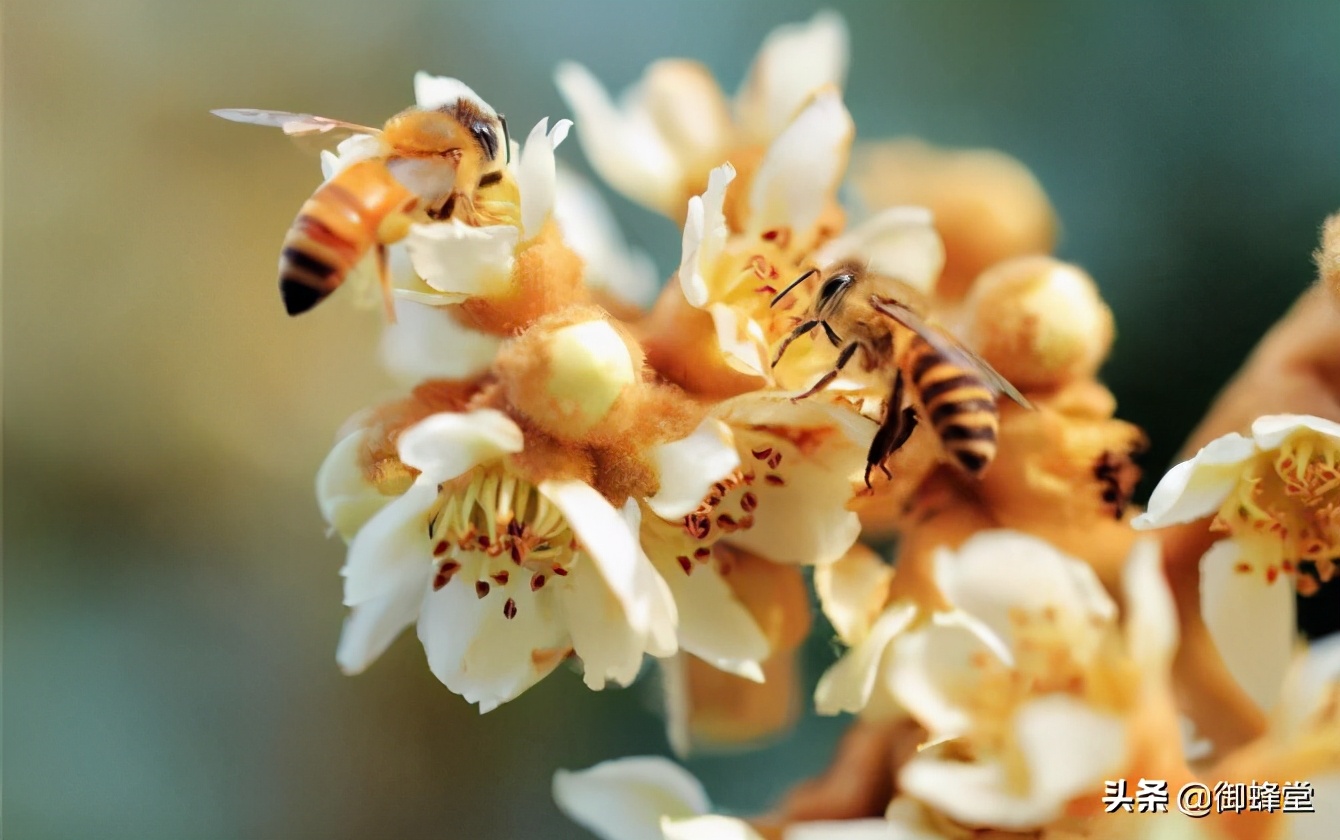 蜜蜂养殖场投资多少钱,蜜蜂养殖要投资多少钱才能赚钱