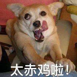 多少度狗狗会中暑,狗狗中暑打什么药