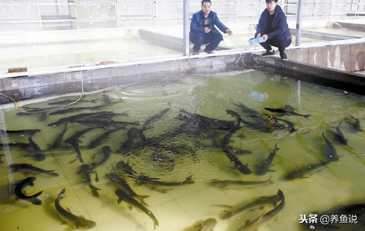 泰国斗鱼好还是孔雀鱼好 (泰国斗鱼和孔雀鱼区别)