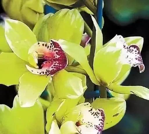 世界上十大鲜花排名图片,世界十大漂亮名贵花卉