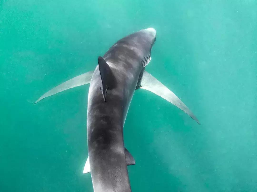 华为p30的镜头模组叫什么,华为p30镜头是蓝宝石的吗