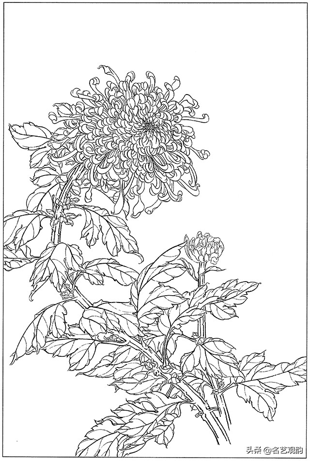 工笔画白描花卉图片大全,工笔画线描花卉菊花