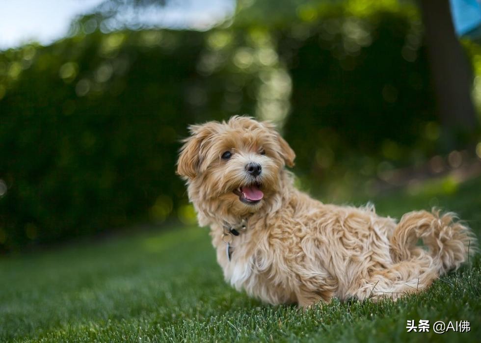 美国最受欢迎的100组小狗名字