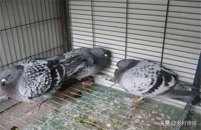 信鸽营养价值及功效,信鸽粪便识鸽病及用药