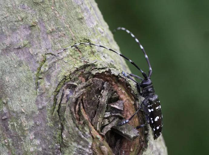 养殖周期及注意事项大全,重点养护品种的养护周期