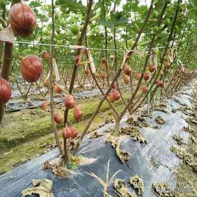 种植无花果前景分析报告,无花果种植具有较好的经济效益