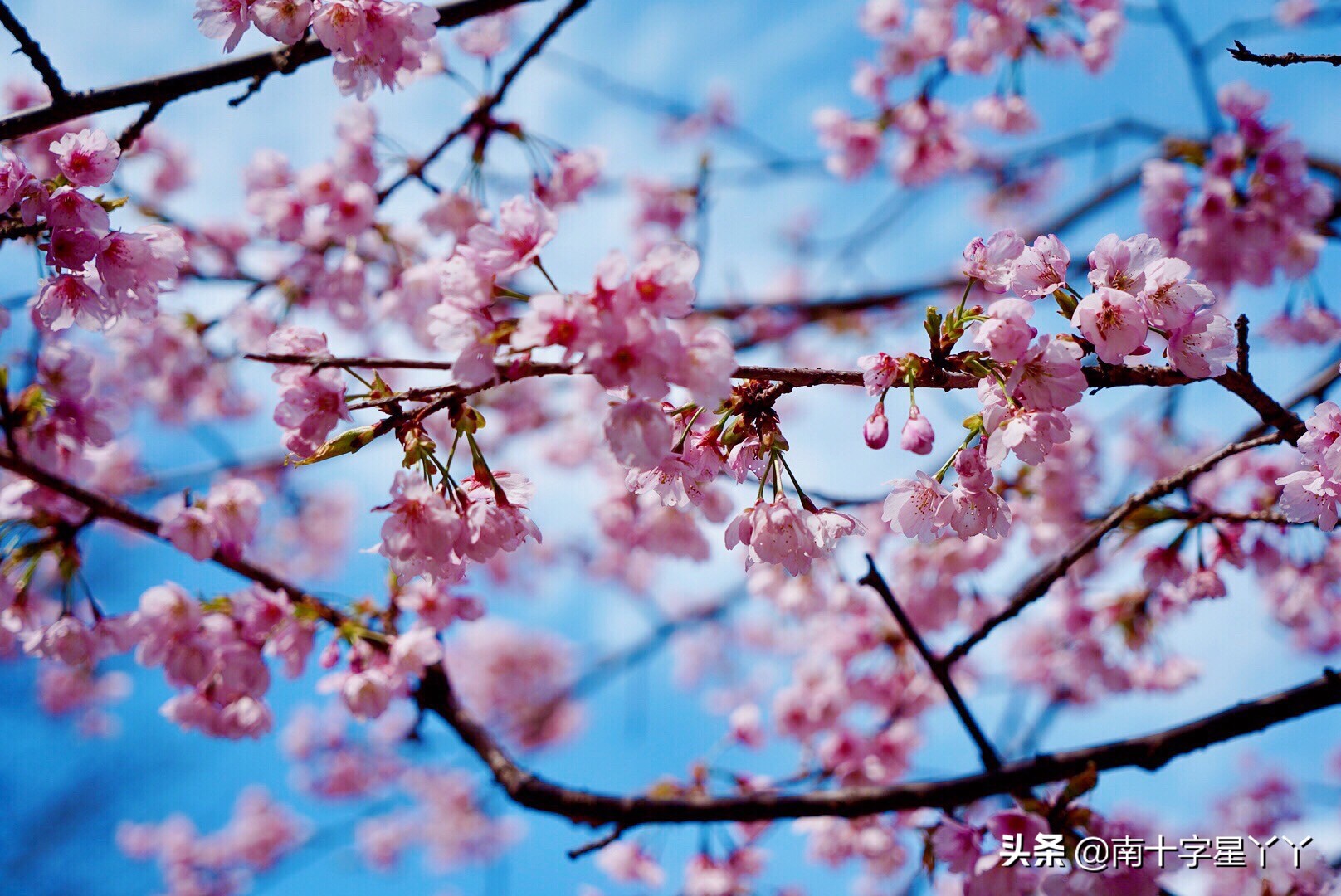 这个樱花季,造访SKII神仙水的水源地