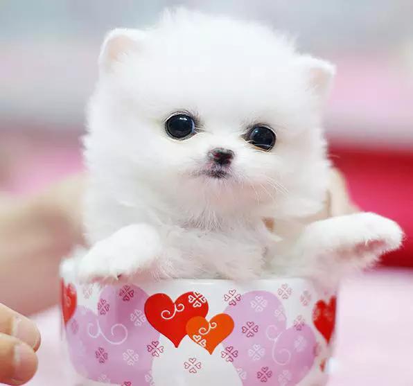 推荐各种狗狗的类型,10种有型罕见的狗狗