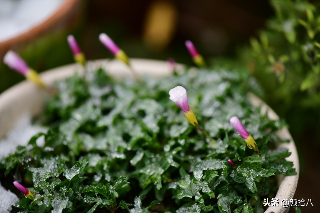 零下9度来袭，花园里的绿色是那么动人|园丁