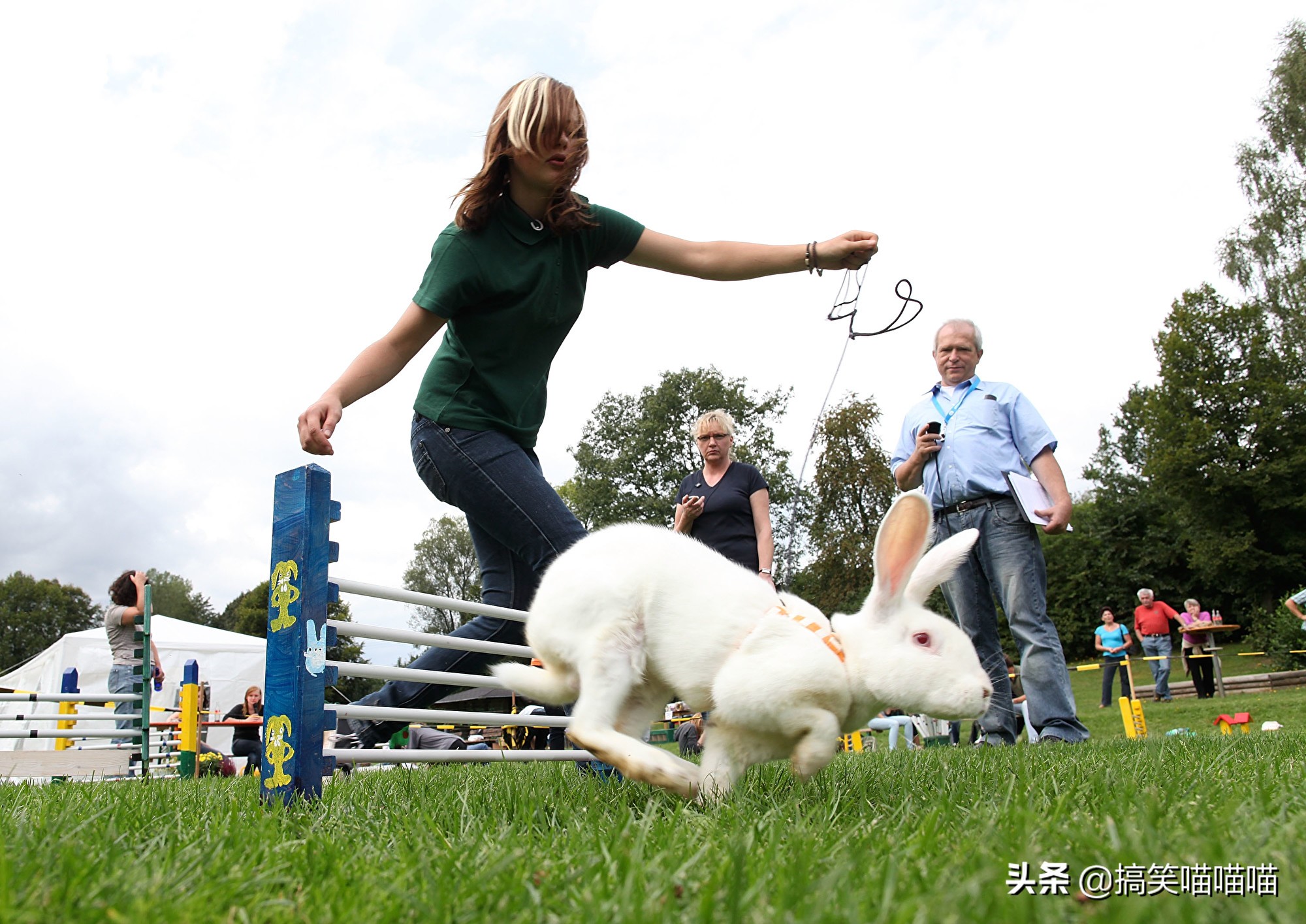 能帮助宠物饲养的各种动物,宠物家庭适合新手养的动物