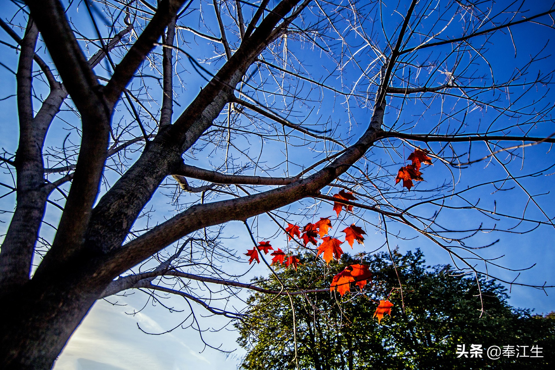 加拿大的福利待遇,加拿大福利汇总