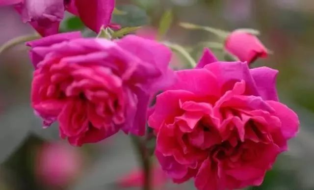 一万年一次的2020520;一起认识100种玫瑰~别送错啊