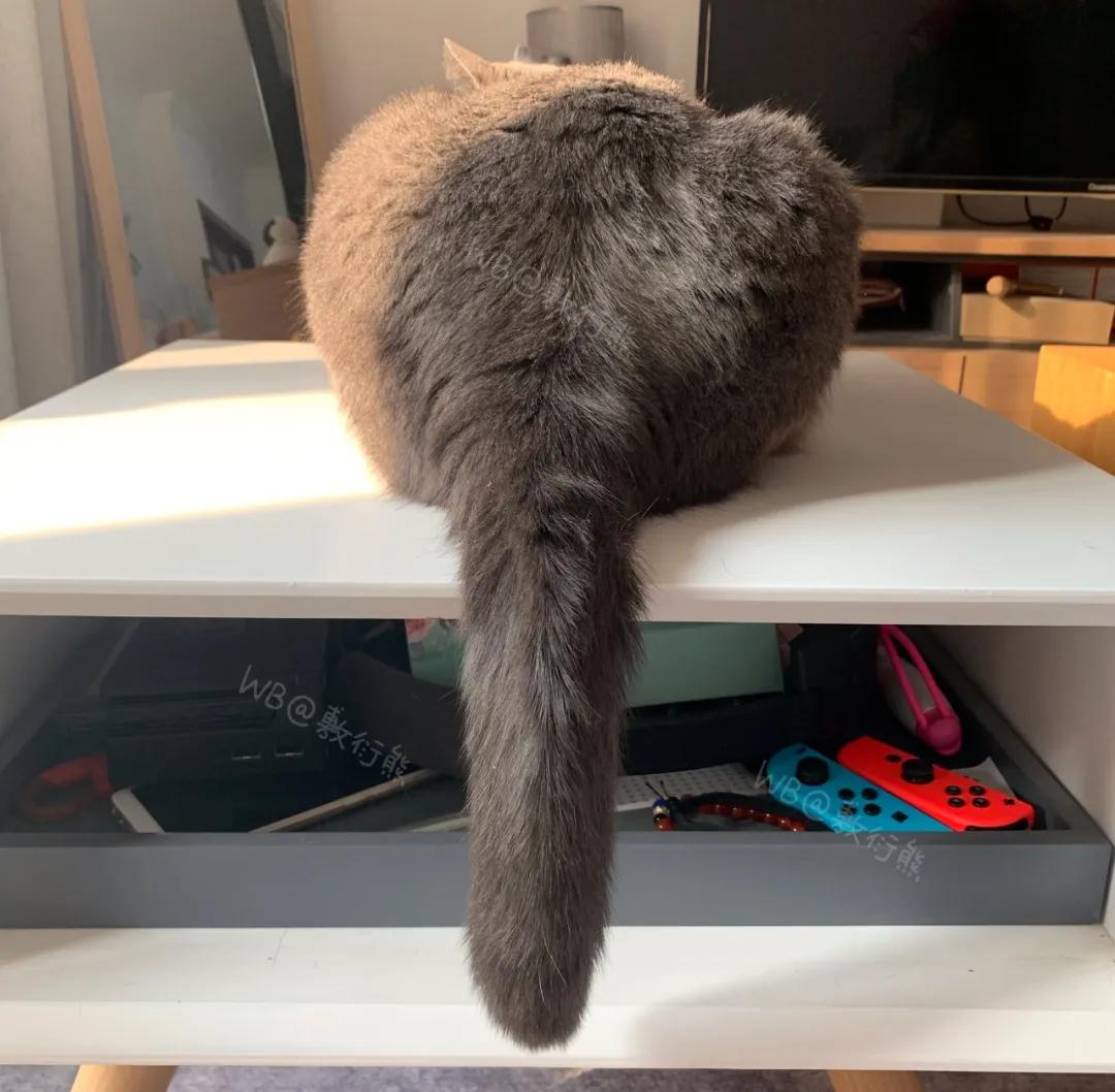 猫是只好猫,可被网友恶整后…哈哈哈没脸见人了