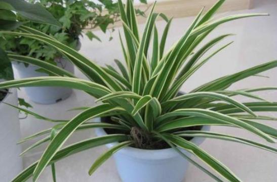 怎么才能养好吊兰,如何养好吊兰的视频