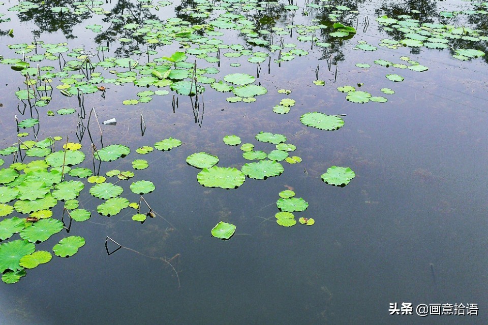 诗词鉴赏｜亭廊秀色觅荷香，月夜苍穹映碧光