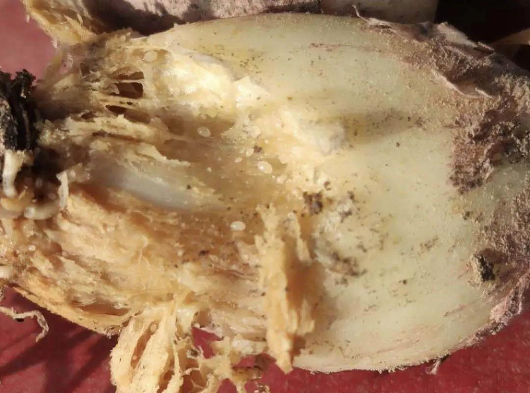 农田地下害虫怎么处理,病虫害防治地上地下害虫通通搞定