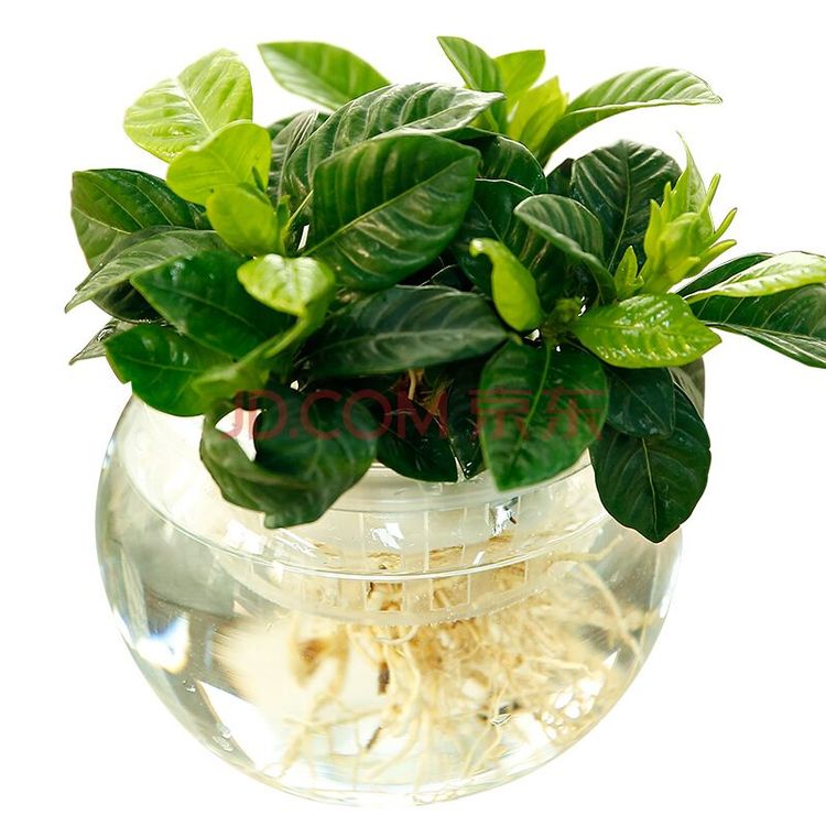 水培栀子花正确方法,栀子花水培生根