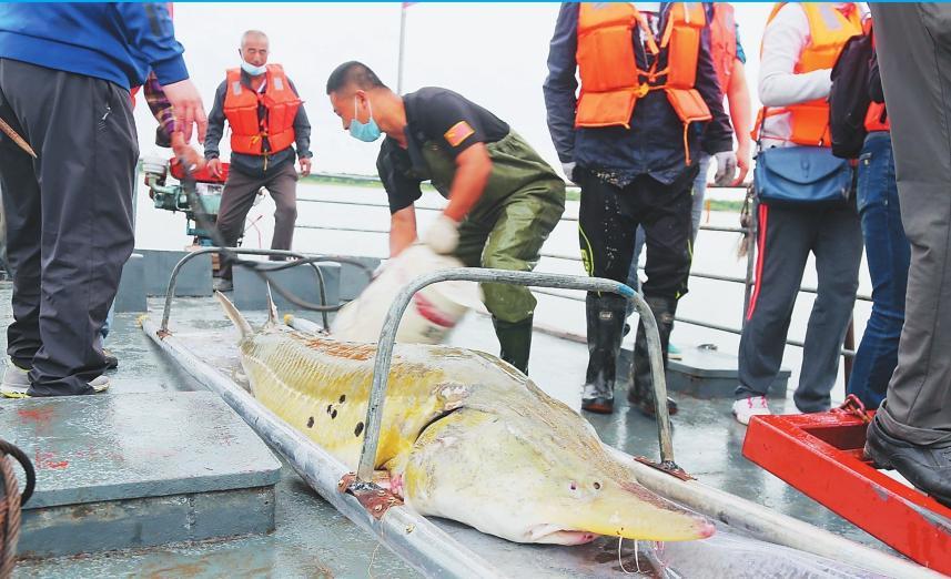 达氏鳇能活多少年,1028斤的巨型达氏鳇