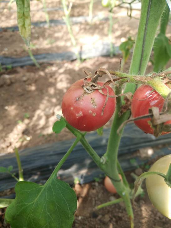 番茄溃疡病在什么时期,番茄溃疡病发生条件