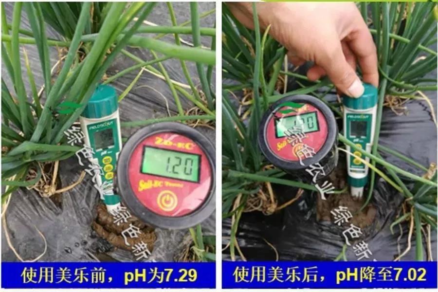 盐碱土,作物不爱长怎么办?