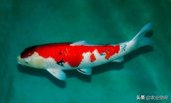 锦鲤鱼饲养方法锦鲤吃什么,怎么养锦鲤鱼颜色鲜艳