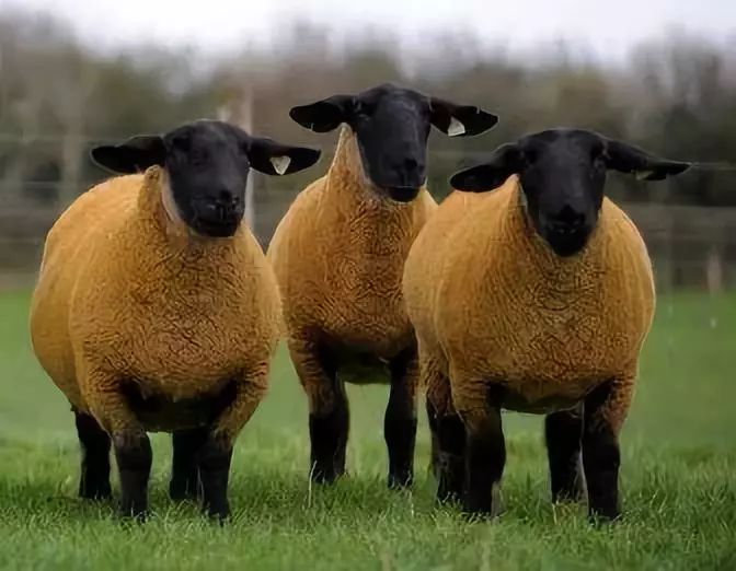 发现被别人偷拍照片,偷拍别人的照片是否违法