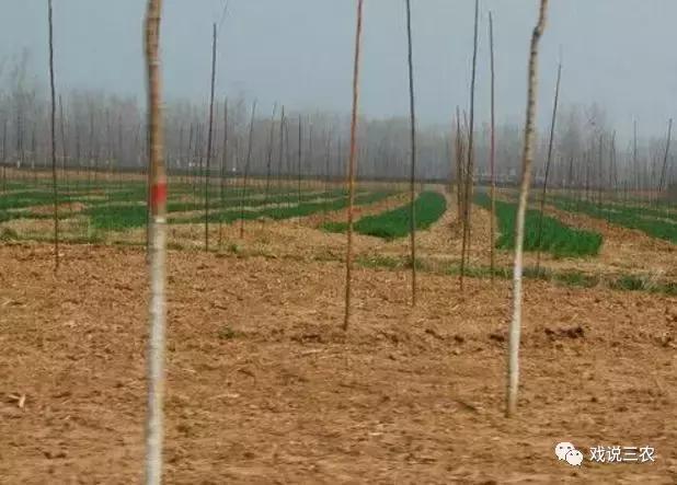 农村为什么越来越少种粮食,为什么农民现在不种粮食
