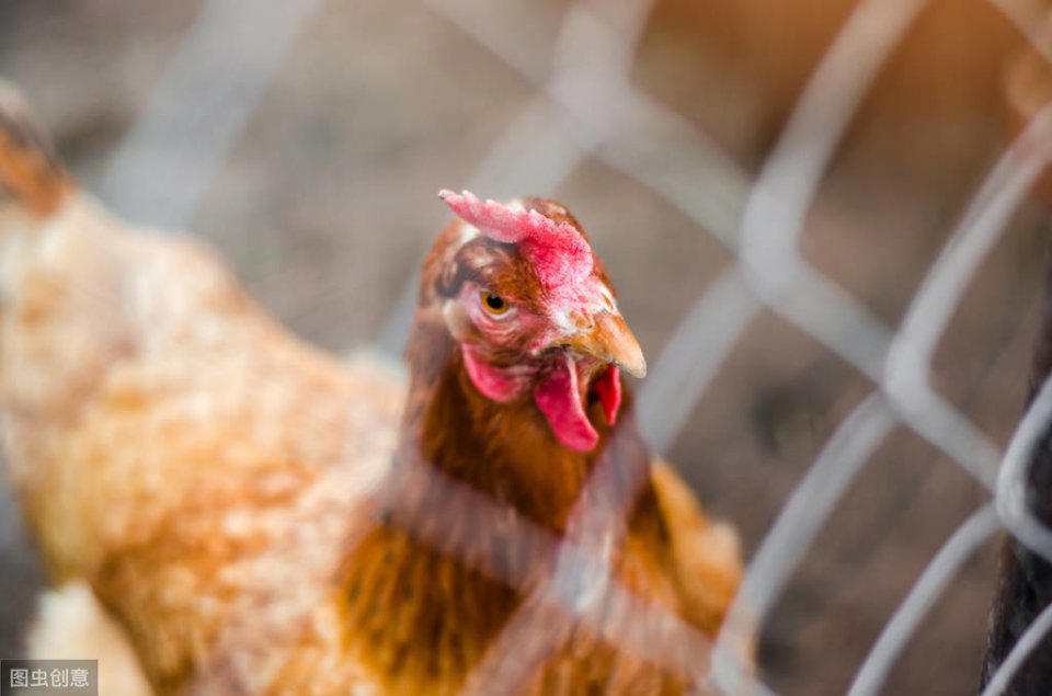 家禽咳嗽呼噜,家禽呼噜咳嗽