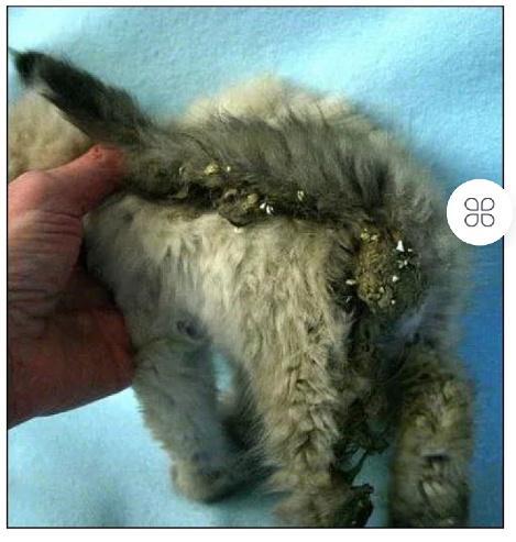 猫宫庄园,猫咪尿闭刚好又犯病了怎么办