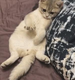 怎么让猫咪反抗狗狗的欺负,为啥猫咪不打老人