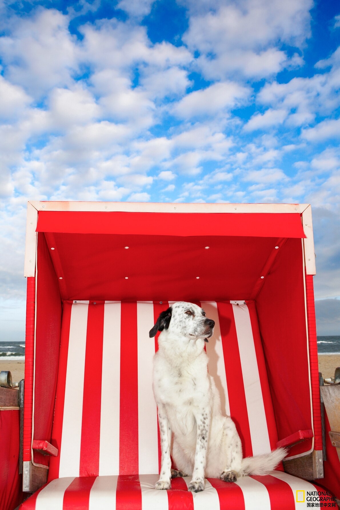 极端高温正在影响宠物！快来帮帮它们