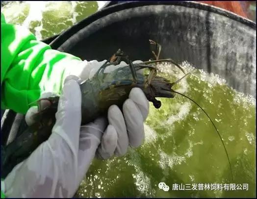 斑节虾是淡水养殖还是海水养殖,微正斑节虾养殖