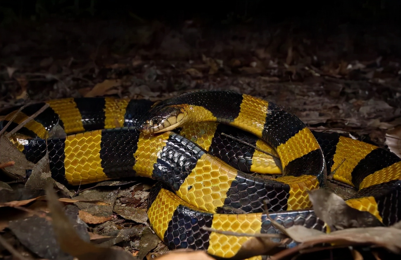 金环蛇的危险,最吓人的金环蛇