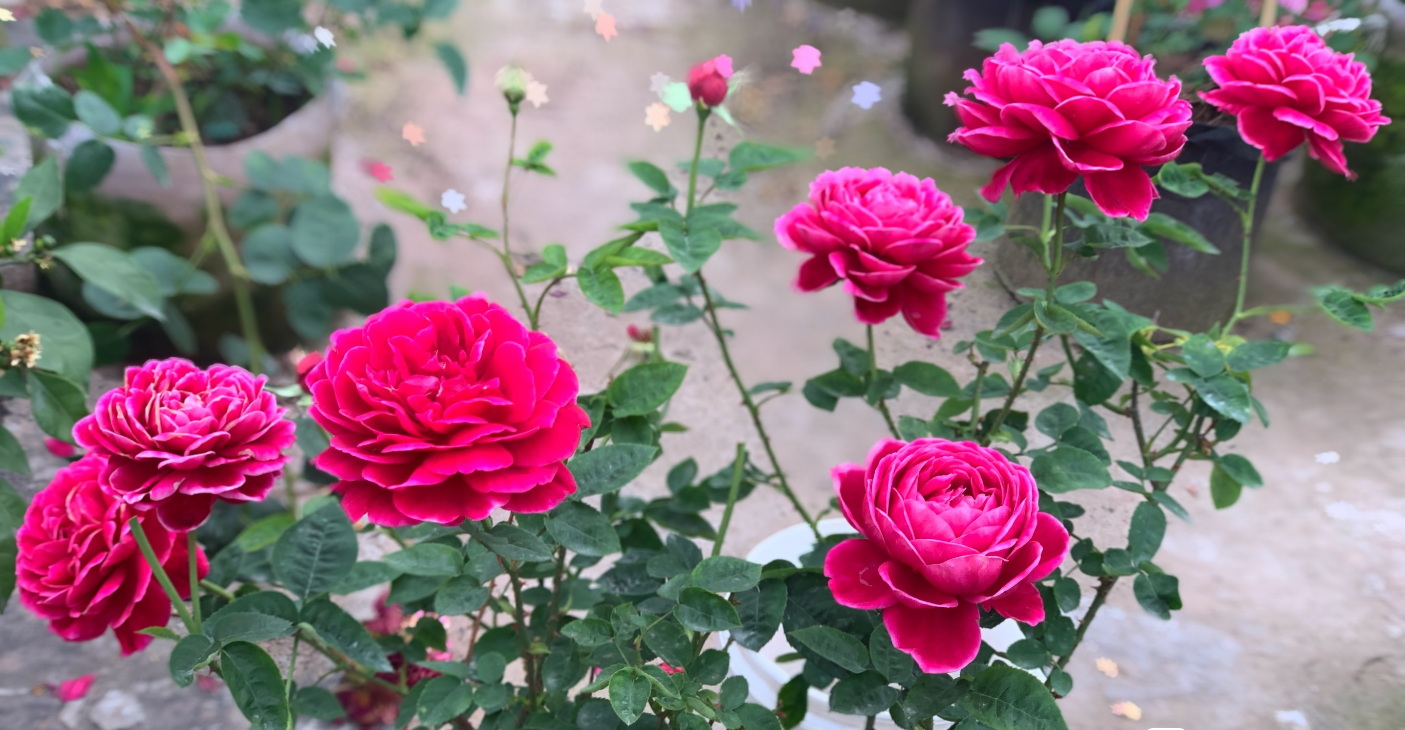 盆栽花卉橙芭比,盆栽花卉新品种